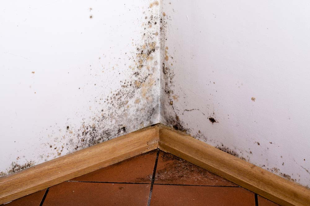 mold-infested wall mold-infested wall