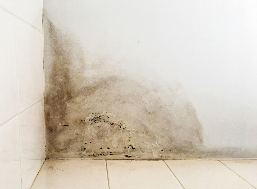 mold growth on walls mold growth on walls