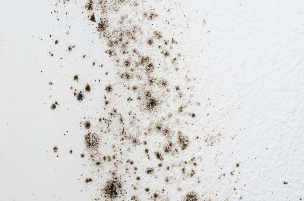 mold stain mold stain